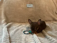 Copper, a male Chihuahua for sale in Dover, DE – 3 of 6