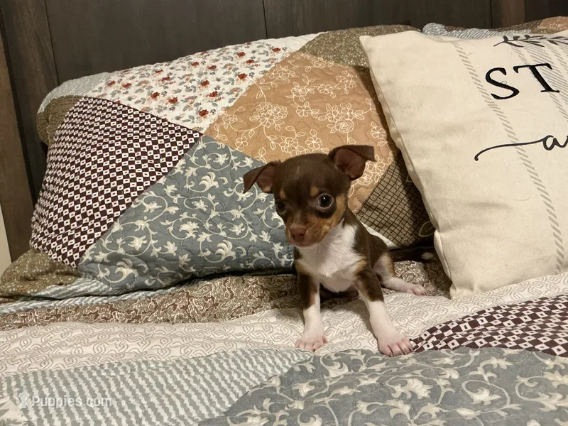 Bingo – Chihuahua puppy for sale in Dover, DE