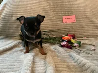 Raven, a female Chihuahua for sale in Dover, DE – 3 of 5