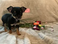 Raven, a female Chihuahua for sale in Dover, DE – 4 of 5