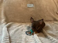Copper, a male Chihuahua for sale in Dover, DE – 2 of 6