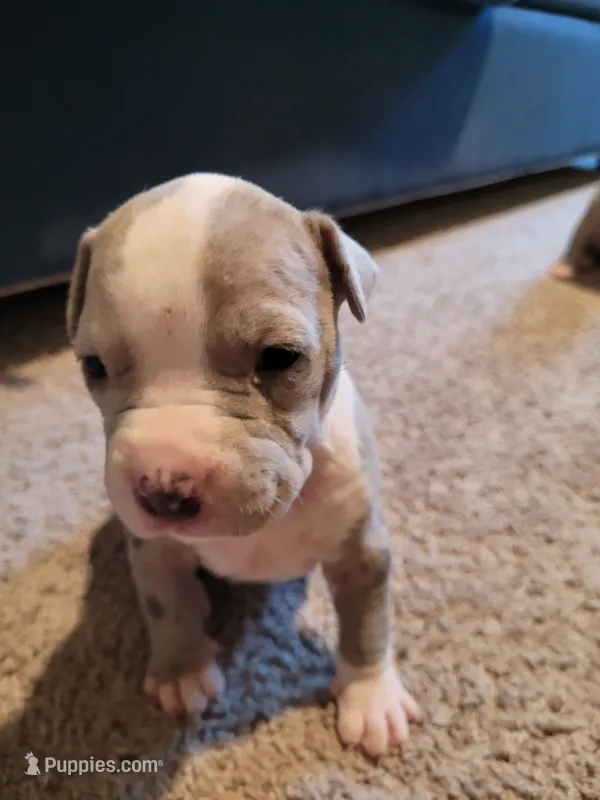 Merle – American Pit Bull Terrier puppy for sale in Franklin, VA