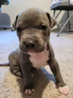 Gray Girl , a female American Pit Bull Terrier for sale in Franklin, VA – 3 of 3