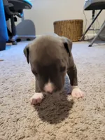 .erle, a female American Pit Bull Terrier for sale in Franklin, VA – 3 of 3