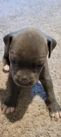 Gray Girl , a female American Pit Bull Terrier for sale in Franklin, VA – 2 of 3
