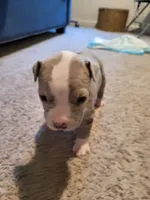Merle, a female American Pit Bull Terrier for sale in Franklin, VA – 3 of 3