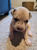 Light Merle, a female American Pit Bull Terrier for sale in Franklin, VA – 1 of 2