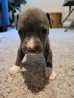 6 puppies, a female American Pit Bull Terrier for sale in Franklin, VA – 3 of 10