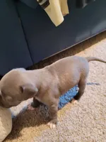 6 puppies, a female American Pit Bull Terrier for sale in Franklin, VA – 10 of 10