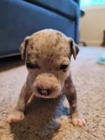 6 puppies, a female American Pit Bull Terrier for sale in Franklin, VA – 9 of 10