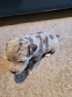 6 puppies, a female American Pit Bull Terrier for sale in Franklin, VA – 7 of 10