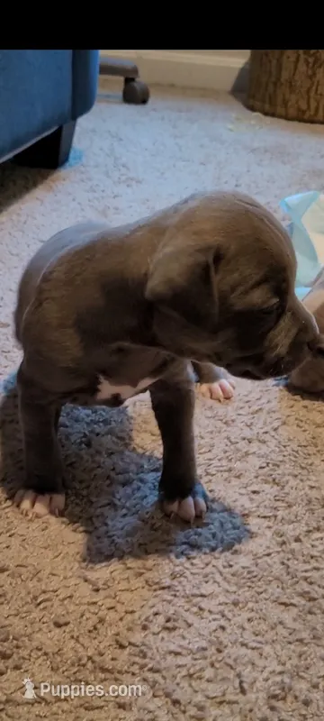 Gray Girl 1 – American Pit Bull Terrier puppy for sale in Franklin, VA