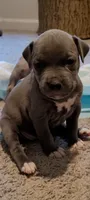 Gray Girl 1, a female American Pit Bull Terrier for sale in Franklin, VA – 2 of 2