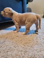 Light Merle, a female American Pit Bull Terrier for sale in Franklin, VA – 2 of 2