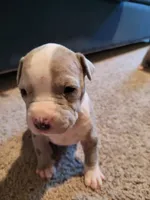 6 puppies, a female American Pit Bull Terrier for sale in Franklin, VA – 8 of 10