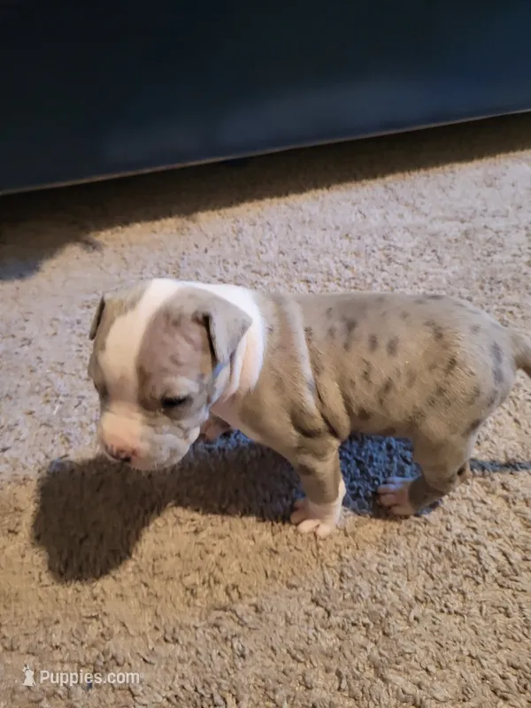6 puppies – American Pit Bull Terrier puppy for sale in Franklin, VA