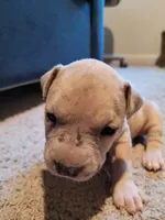 6 puppies, a female American Pit Bull Terrier for sale in Franklin, VA – 5 of 10