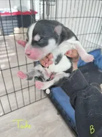 Tuk, a male Siberian Husky for sale in Covington, GA – Photo 2 of 10