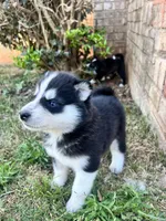 Tuk, a male Siberian Husky for sale in Covington, GA – Photo 5 of 10