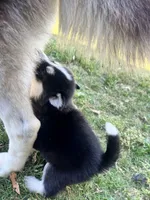 Tuk, a male Siberian Husky for sale in Covington, GA – Photo 6 of 10