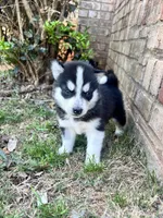 Tuk, a male Siberian Husky for sale in Covington, GA – Photo 8 of 10