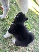 Tuk, a male Siberian Husky for sale in Covington, GA – Photo 3 of 10