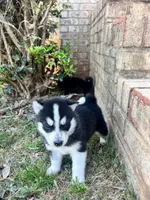Tuk, a male Siberian Husky for sale in Covington, GA – Photo 10 of 10