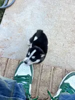 Tuk, a male Siberian Husky for sale in Covington, GA – Photo 9 of 10
