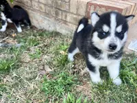 Tuk, a male Siberian Husky for sale in Covington, GA – Photo 7 of 10