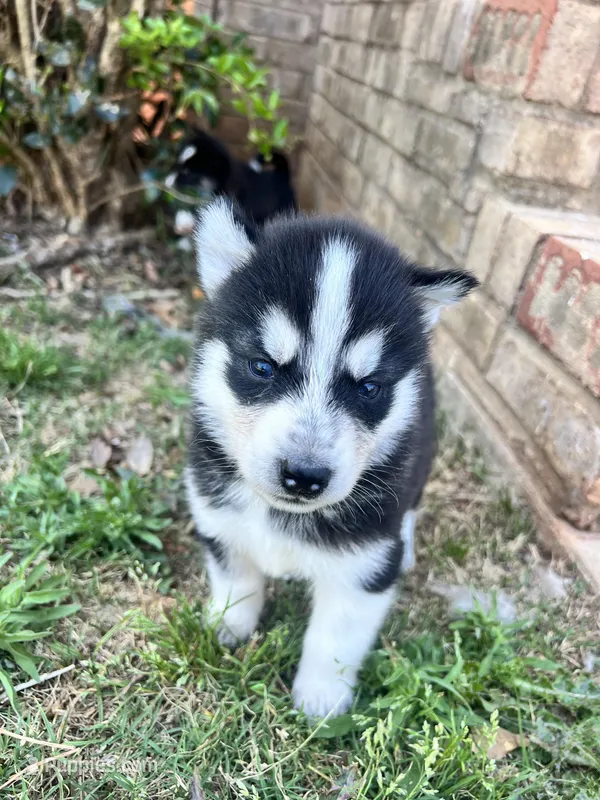 Tuk – Siberian Husky puppy for sale in Covington, GA