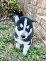 Tuk, a male Siberian Husky for sale in Covington, GA – Photo 1 of 10