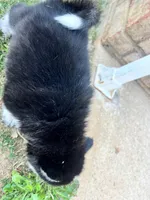 Tuk, a male Siberian Husky for sale in Covington, GA – Photo 4 of 10