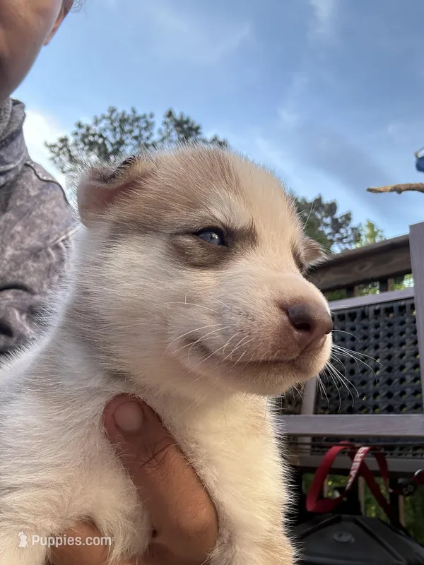 Mochi – Siberian Husky puppy for sale in Covington, GA