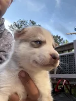 Mochi, a female Siberian Husky for sale in Covington, GA – Photo 1 of 5