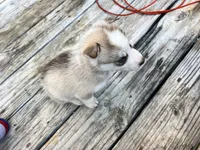 Mochi, a female Siberian Husky for sale in Covington, GA – Photo 5 of 5