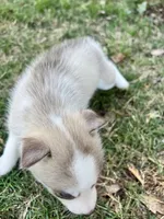 Mochi, a female Siberian Husky for sale in Covington, GA – Photo 3 of 5
