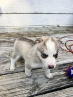 Mochi, a female Siberian Husky for sale in Covington, GA – Photo 2 of 5