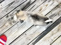 Gemini, a female Siberian Husky for sale in Covington, GA – Photo 8 of 9