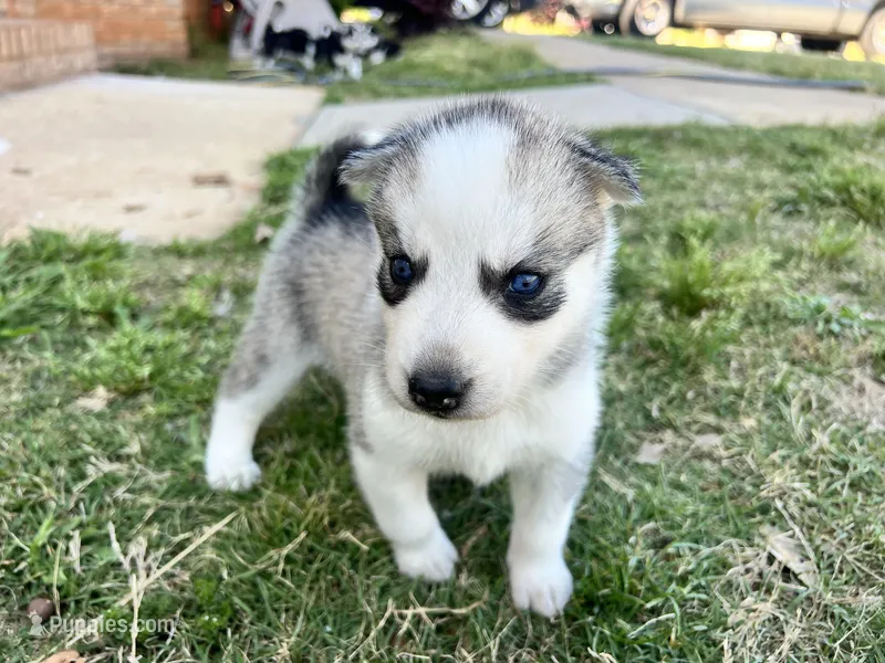 Gemini – Siberian Husky puppy for sale in Covington, GA