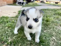 Gemini, a female Siberian Husky for sale in Covington, GA – Photo 1 of 9