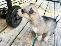 Gemini, a female Siberian Husky for sale in Covington, GA – Photo 6 of 9