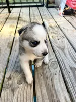 Gemini, a female Siberian Husky for sale in Covington, GA – Photo 2 of 9