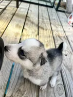 Gemini, a female Siberian Husky for sale in Covington, GA – Photo 5 of 9