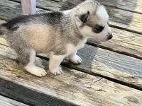 Gemini, a female Siberian Husky for sale in Covington, GA – Photo 4 of 9
