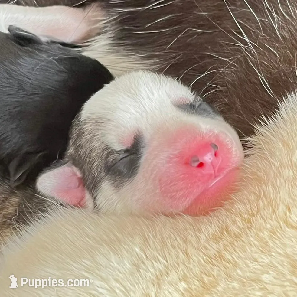 Gemini, a female Siberian Husky for sale in Covington, GA – Photo 3 of 9