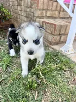 Gemini, a female Siberian Husky for sale in Covington, GA – Photo 9 of 9