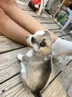 Gemini, a female Siberian Husky for sale in Covington, GA – Photo 7 of 9