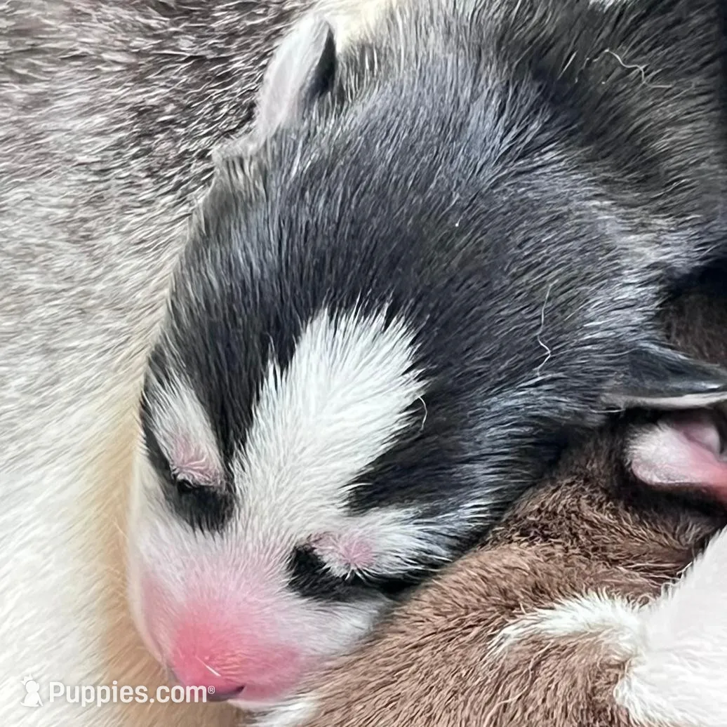 Tank, a male Siberian Husky for sale in Covington, GA – Photo 7 of 10