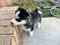 Tank, a male Siberian Husky for sale in Covington, GA – Photo 10 of 10
