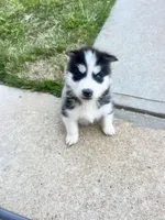 Tank, a male Siberian Husky for sale in Covington, GA – Photo 8 of 10